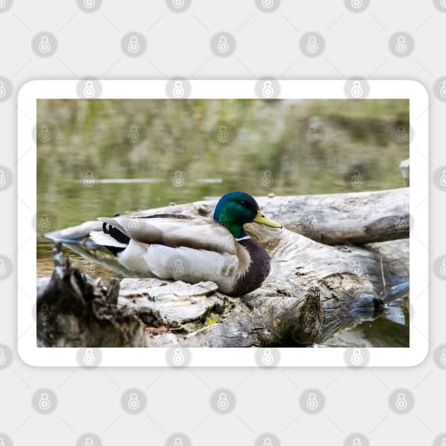 Mallard duck on a log Sticker by CanadianWild418